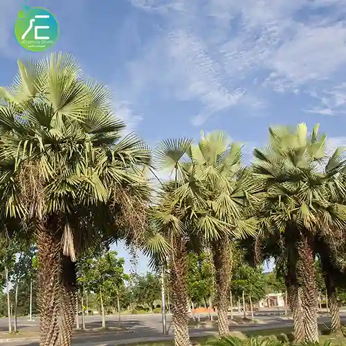 نخل کارنوما